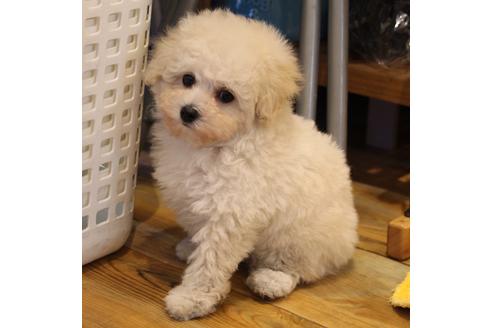 成約済の愛知県のトイプードル-46320の4枚目