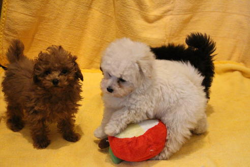 成約済の愛知県のトイプードル-46320の3枚目