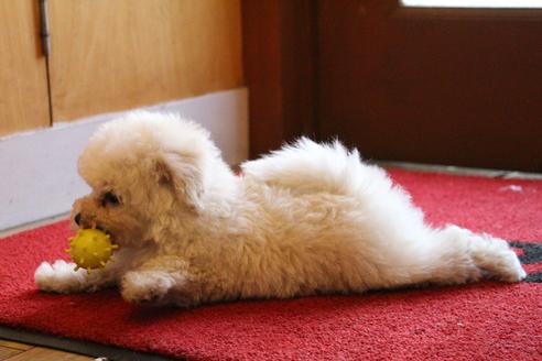 成約済の愛知県のトイプードル-46320の2枚目