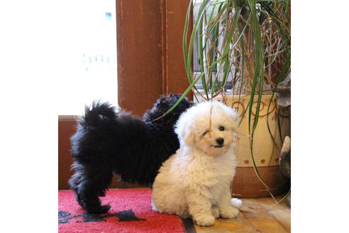 成約済の愛知県のトイプードル-46320の1枚目