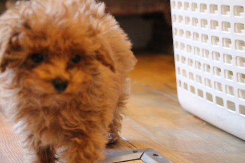 成約済の愛知県のトイプードル-45241の2枚目