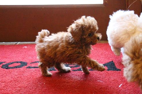 成約済の愛知県のトイプードル-45241の1枚目