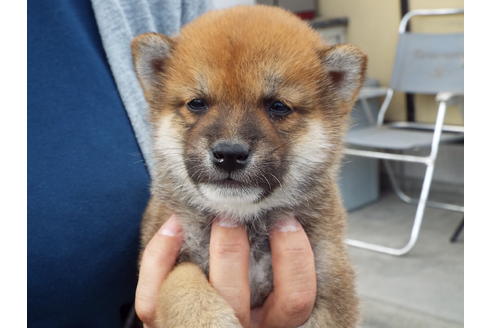 成約済の埼玉県の柴犬-48755の3枚目