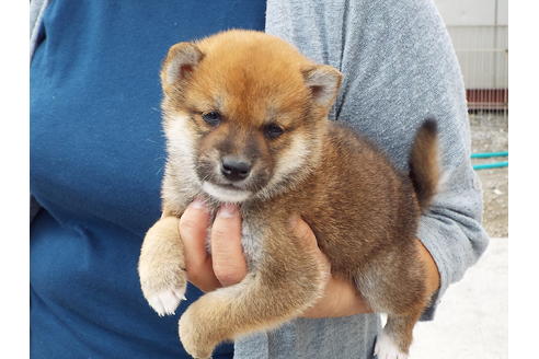 成約済の埼玉県の柴犬-48755の2枚目