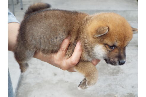 成約済の埼玉県の柴犬-48755の1枚目