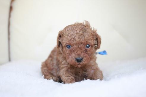 成約済の滋賀県のトイプードル-48785の3枚目