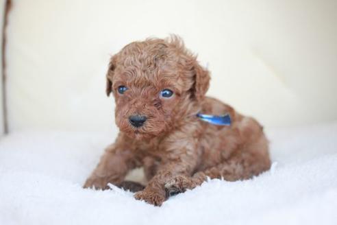 成約済の滋賀県のトイプードル-48785の2枚目