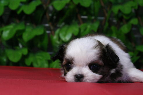 成約済の京都府のミックス犬-48803の4枚目