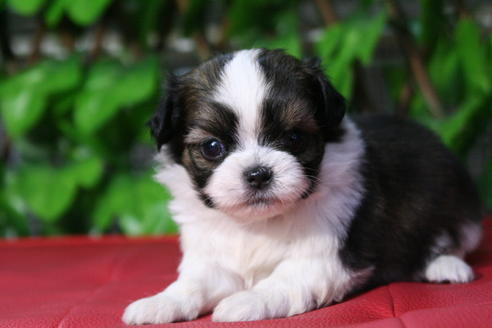 成約済の京都府のミックス犬-48806の4枚目