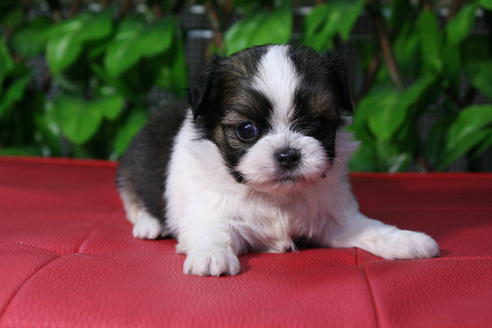 成約済の京都府のミックス犬-48806の3枚目