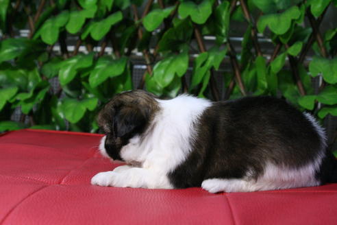 成約済の京都府のミックス犬-48806の2枚目