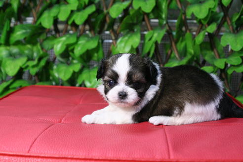 成約済の京都府のミックス犬-48806の1枚目