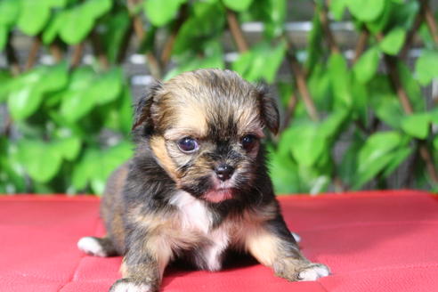 成約済の京都府のミックス犬-48808の2枚目