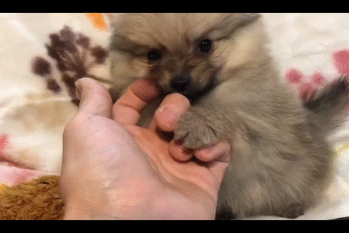 成約済の北海道のポメラニアン-47553の2枚目