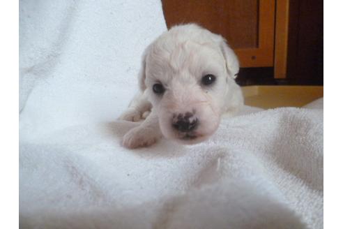 成約済の福岡県のビションフリーゼ-48835の3枚目