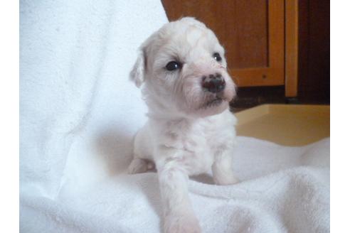 成約済の福岡県のビションフリーゼ-48835の4枚目