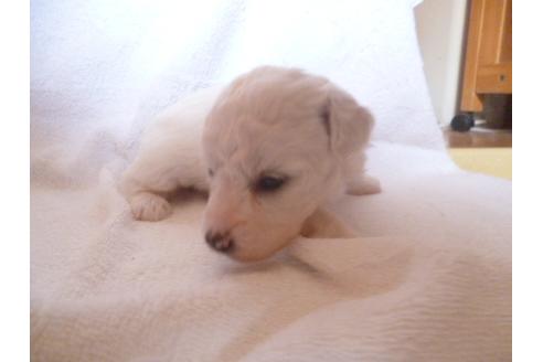 成約済の福岡県のビションフリーゼ-48835の2枚目