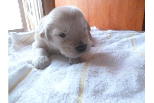 成約済の福岡県のゴールデンレトリーバー-48837の3枚目