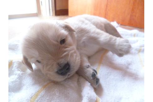 成約済の福岡県のゴールデンレトリーバー-48837の4枚目