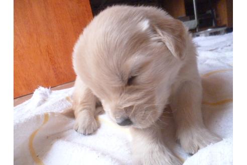 成約済の福岡県のゴールデンレトリーバー-48837の2枚目