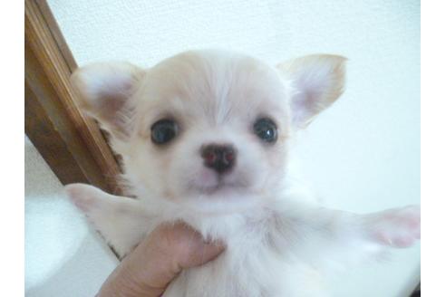 成約済の福岡県のチワワ(ロングコート)-48838の3枚目