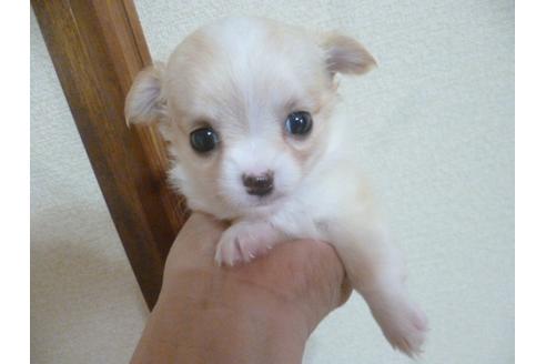 成約済の福岡県のチワワ(ロングコート)-48838の4枚目