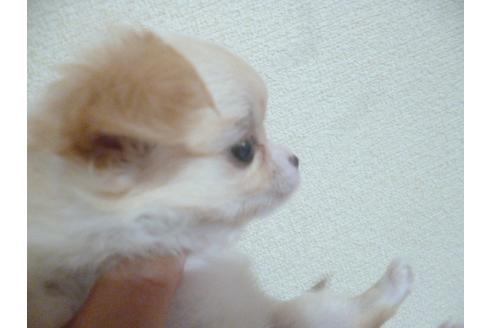 成約済の福岡県のチワワ(ロングコート)-48838の5枚目