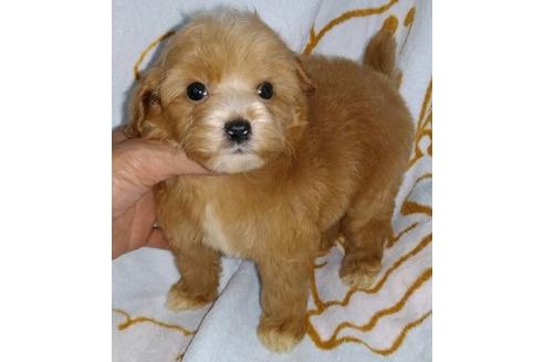 成約済の岐阜県のミックス犬-48857の1枚目