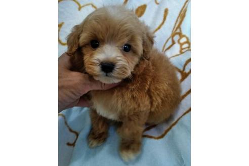 成約済の岐阜県のミックス犬-48857の2枚目