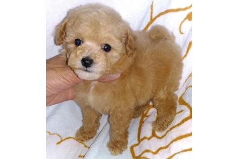 成約済の岐阜県のミックス犬-48858の2枚目