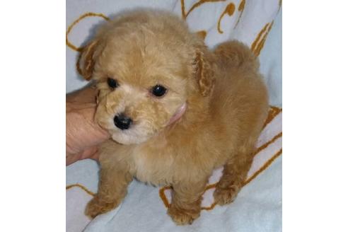 成約済の岐阜県のミックス犬-48858の1枚目