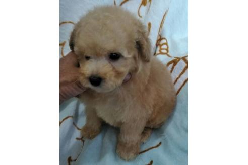 成約済の岐阜県のミックス犬-48859の2枚目