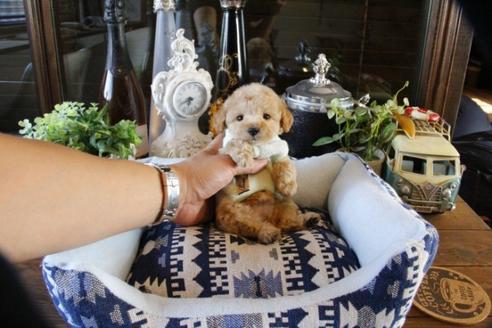 成約済の埼玉県のトイプードル-48882の5枚目