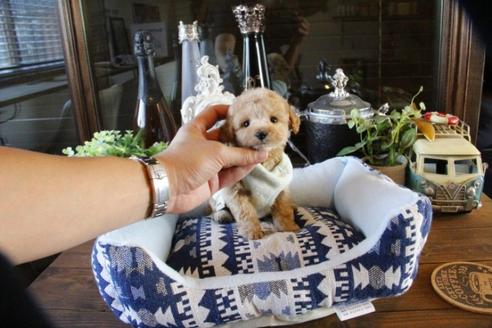 成約済の埼玉県のトイプードル-48882の4枚目