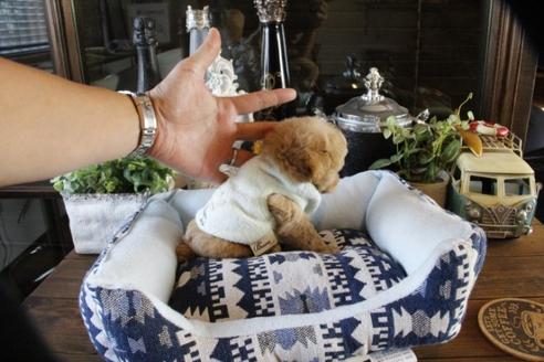 成約済の埼玉県のトイプードル-48882の2枚目