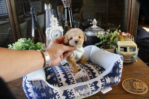 成約済の埼玉県のトイプードル-48882の3枚目