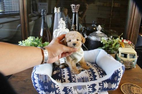 成約済の埼玉県のトイプードル-48882の1枚目