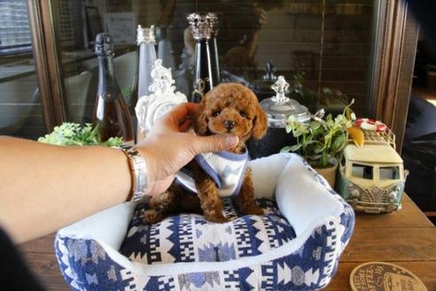 成約済の埼玉県のトイプードル-48883の4枚目