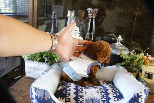 成約済の埼玉県のトイプードル-48883の5枚目