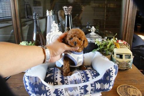 成約済の埼玉県のトイプードル-48883の1枚目