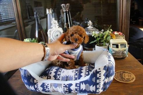 成約済の埼玉県のトイプードル-48883の2枚目