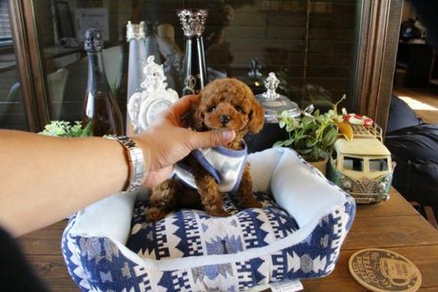 成約済の埼玉県のトイプードル-48883の3枚目