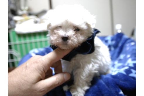 成約済の埼玉県のマルチーズ-47747の4枚目