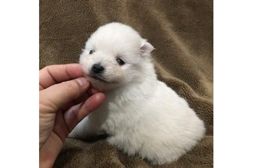 成約済の青森県のポメラニアン-45530の2枚目