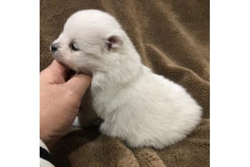成約済の青森県のポメラニアン-45530の1枚目