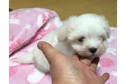 成約済の青森県のマルチーズ-47170の2枚目