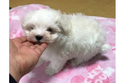 成約済の青森県のマルチーズ-47170の1枚目