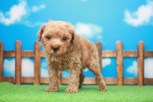 成約済の滋賀県のトイプードル-47999の3枚目