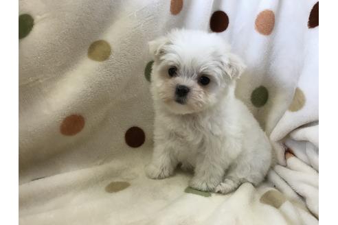 成約済の岐阜県のマルチーズ-48896の3枚目
