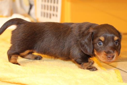 成約済の愛知県のカニンヘンダックスフンド(ロングヘアード)-47338の10枚目